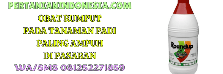 obat,rumput,tanaman,padi,pertanian indonesia